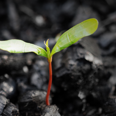 İklim Krizi ve Enerji Arz Güvenliği Baskısı Altında Kömürün Geleceği